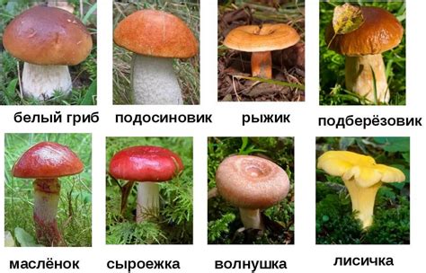 Съедобные грибы (59 фото): описание, названия, как отличить виды, какие ...