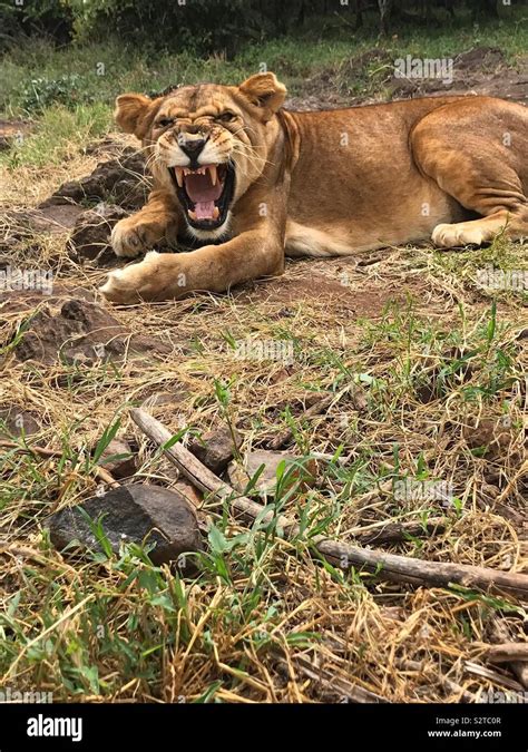 Roaring Lioness In Nairobi Zoo Kenya Stock Photo Alamy