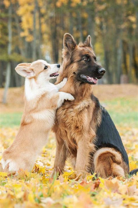 Learn 3 reasons vets warn against adopting a pug corgi mix breed dog 🚫. Corgi German Shepherd Mix Breed Information Center