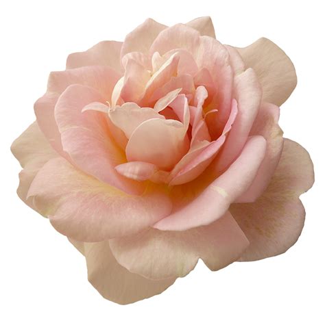 Collection Of Pink Flower Png Pluspng