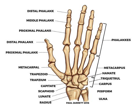 Bones Of The Hand Labeled Unique Hand And Wrist Anatomy In 2020 Hand