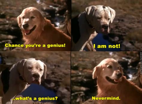 For the time being, dog licensing is only available with an appointment. 20 Drinking Games You Need To Play When You Watch ...