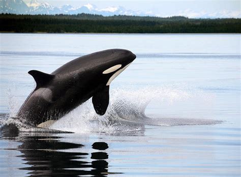 Petition · Release Morgan The Orca Back Into The Wild ·