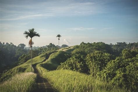 Lush Greenery Lets Travel More