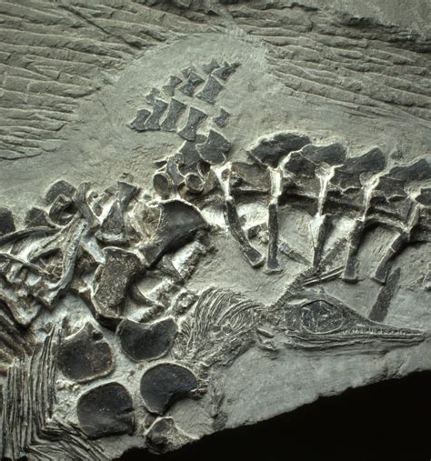Ichthyosaur Fossil Features Oldest Vertebrate Live Birth