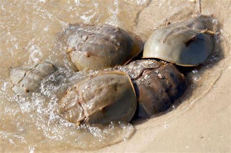 Large collection of the best gifs. Horseshoe crab (mating) stock image. Image of diseases ...