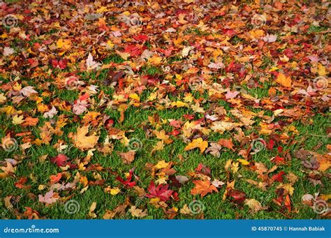 Fall Leaves On Lawn Stock Image Image Of Footpath Landscape 45870745