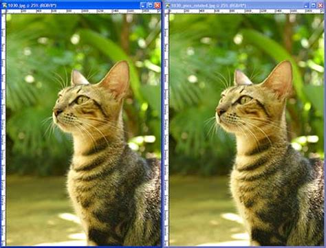 Jpg, also known as jpeg, is a file format that can contain image with 10:1 to 20:1 lossy image compression technique. Image Compression | KMN - Digital Graphics