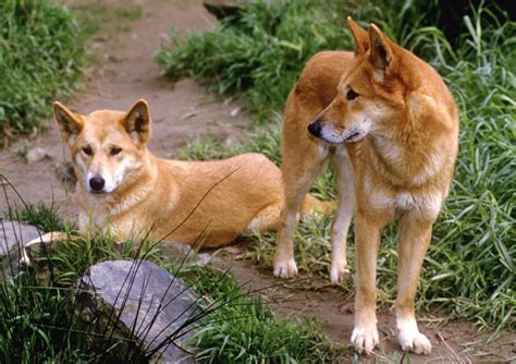 Le Dingo Cet Animal Si Mignon Qui Est Pourtant En Voie De Disparition