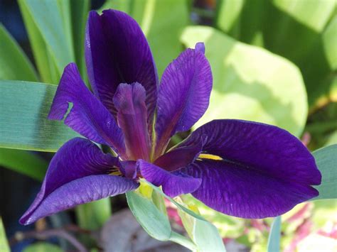 We did not find results for: Deep purple magic . | Planting flowers, Plants, Deep purple
