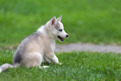 I'd like to grab each of these husky pups by the cheek fluff and kiss them on top of the head. Cute Little Husky Puppy Picture ... 0501