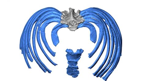 Study Reconstructs Neandertal Ribcage Offers New Clues To Ancient