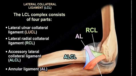 Elbow Ligaments Anatomy