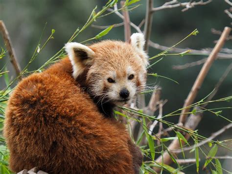 Cute Baby Panda Tree Climbing Bamboo Stock Photos Free And Royalty Free