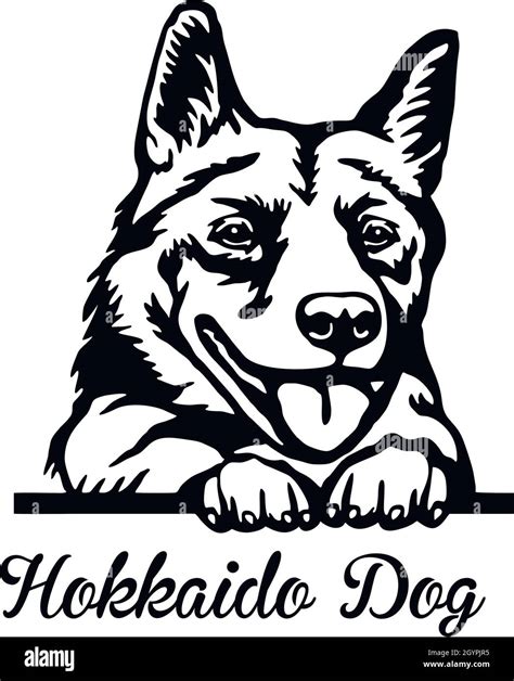Hokkaido Dog Peeking Dog Head Isolated On White Vector Stock Stock