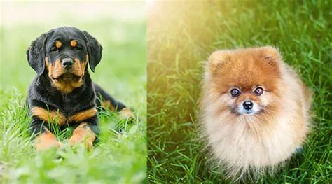 Pomeranian Rottweiler Mix Name Pets Lovers