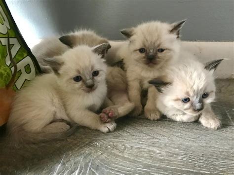 This advert is located in and around cheddington, bedfordshire. Siamese Cats For Sale | Vernon Township, NJ #294339