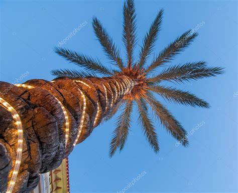 Palm Tree With Lights — Stock Photo © Digidream 27352855