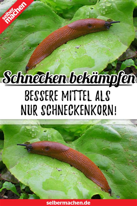 Deshalb kombinieren sie die tipps zur bekämpfung am besten mit präventivem schneckenschutz. Schnecken im Garten bekämpfen: So klappt's bestimmt in ...