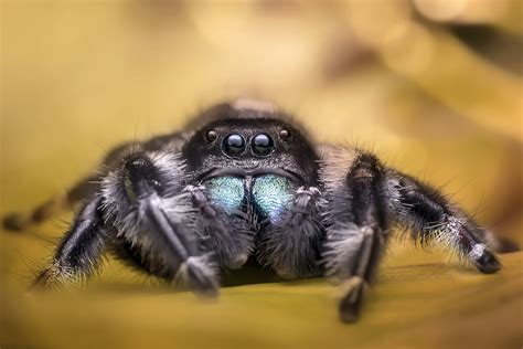 Spider Spotlight Jumping Spiders Drive Bye Pest Exterminators