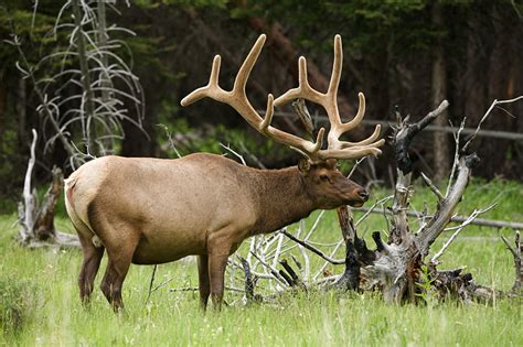 Weird News Elk Relocated After Having Sex With Cow In Public