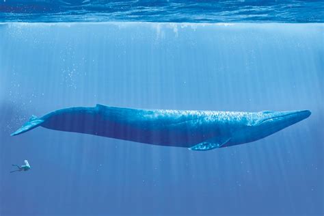 Super Whisper Collection The Largest Animal To Ever Exist The Blue Whale