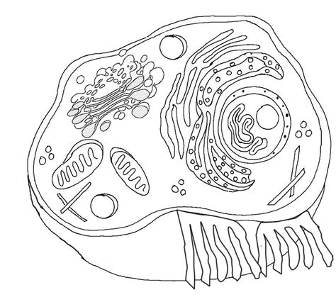 Animal cell anatomy activity key. Cell Coloring Page - Coloring Home