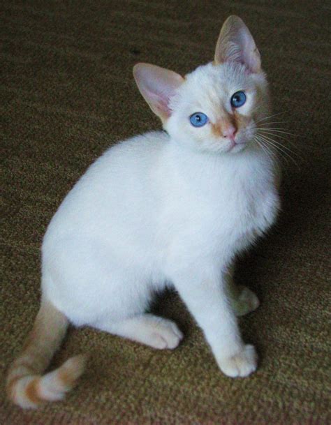 Flame Point Siamese Kitten Cute Baby Kitten Pinterest