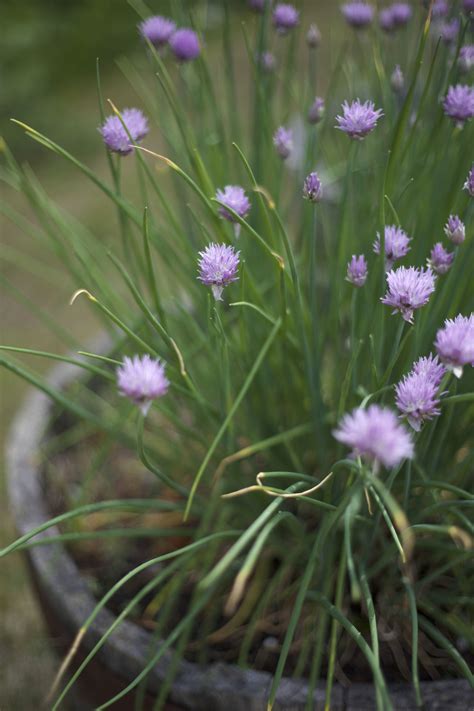 Close up tall purple flower. Free picture: tiny purple flowers, green leaves, pots ...