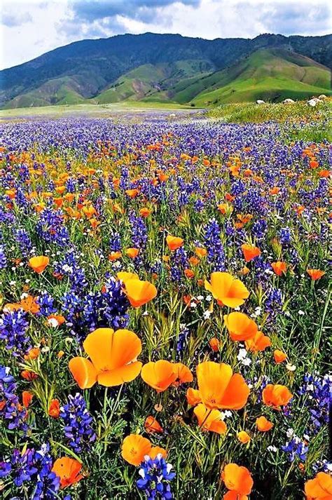 1 Marisol Marizulca Twitter Landscape Blooming Flowers