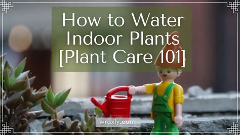 How To Water Indoor Plants Plant Care 101 Wraxly
