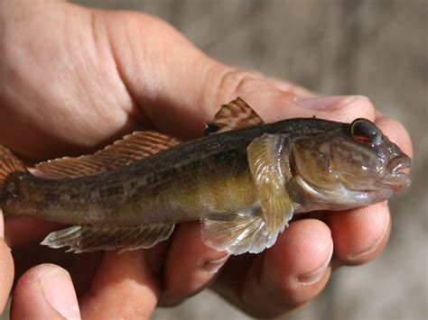 Goby Fish Invasive Species Unique Fish Photo