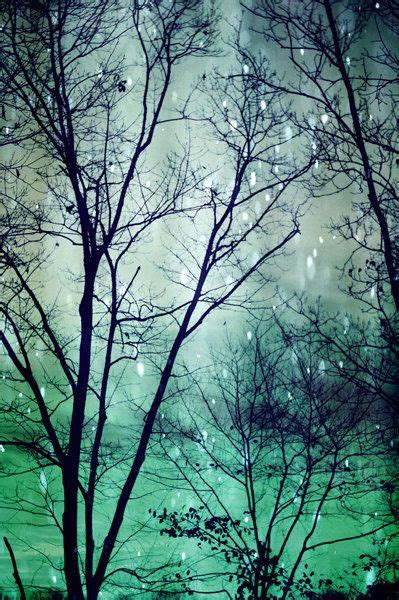 Tree Photo Wintergreen Twilight This One Makes Me Feel