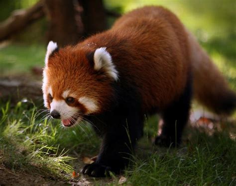 레서판다에 대하여 너구리판다 Lesser Panda Red Panda 네이버 블로그