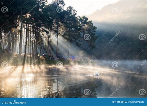 Scenic Pine Forest Sunlight Shine On Fog Reservoir In Morning At Stock