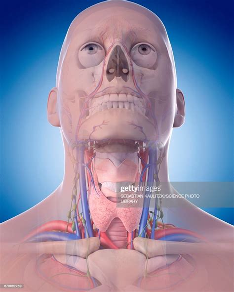 Human Neck Anatomy High Res Vector Graphic Getty Images