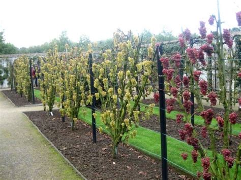 Plums and cherries will be at the upper end of this scale, while less. Grape shaped: Simple fan. | Jardin fruitier, Jardin foret ...