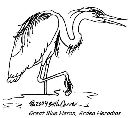 Download Blue Heron Coloring For Free Designlooter 2020 👨‍🎨