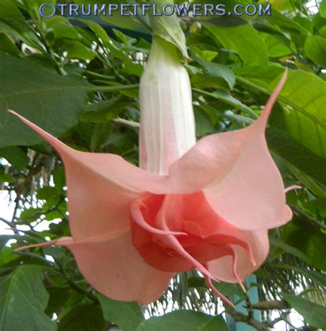 ∼brugmansia Day Dreams Photo Gallery