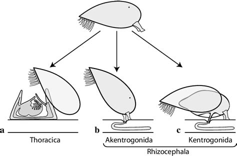 Cypris Metamorphosis In Cirripedia The Metamorphosis Is Initiated By Download Scientific