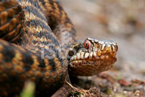 Adder Stock Photo Royalty Free Freeimages