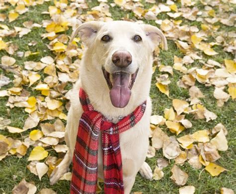 12 Dogs Who Absolutely Fall For Autumn Leaves Petguide