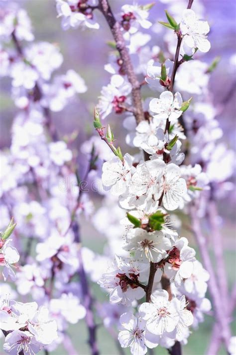 Fresh Spring Cherry Blossom Flowers Close Up On Bokeh Blur Background