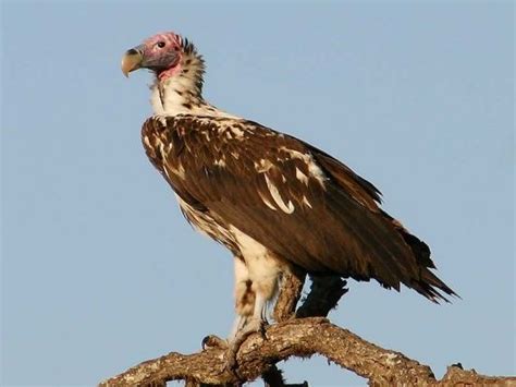 5 Amazing Animals That Start With the Letter V | Animals, Animals