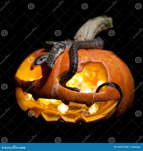 The Two Headed Japanese Rat Snake On Black With Haloween Pumpkin Stock