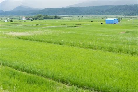 Rice Farm In Country Stock Image Everypixel