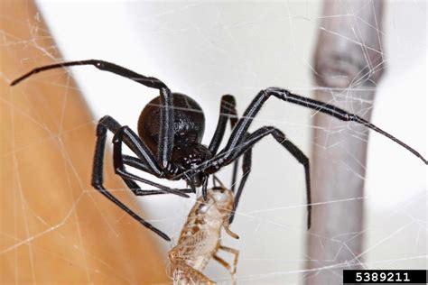 Black Widow Spider Latrodectus Mactans Araneae Theridiidae 5389211