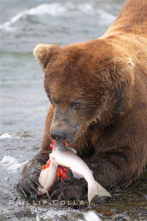 A Brown Bear Eats A Salmon It Has Caught In The Brooks River Ursus