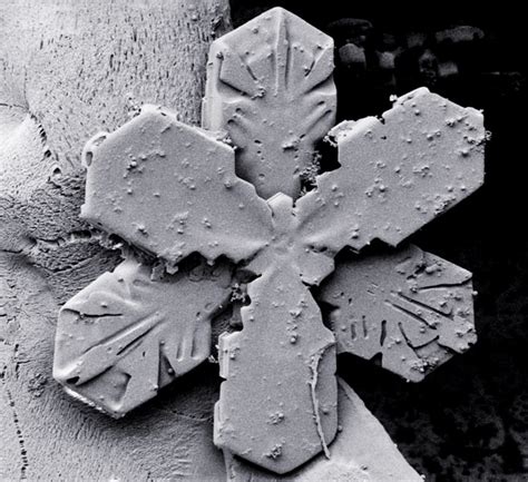 The Wonderful Microworld Snowflakes Electron Microscope Images