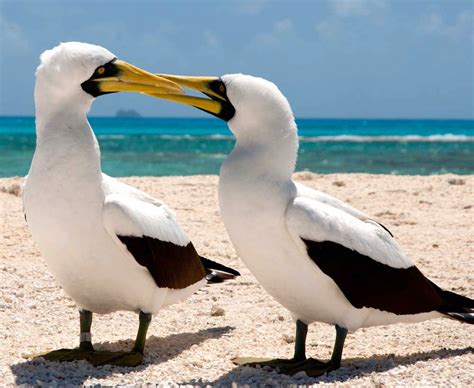 All About The Seabirds Known As Boobies By Us Fish And Wildlife